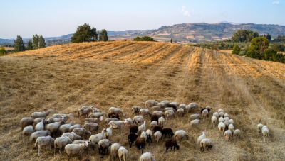 Πανώλη αιγοπροβάτων: Απαγόρευση στη μετακίνηση και σφαγή ζώων σε όλη τη χώρα