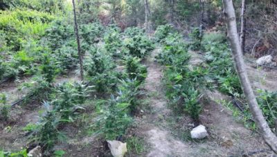 Κρήτη: Στον εισαγγελέα οι τρεις Κρητικοί και ο Αλβανός για τη χασισοφυτεία (Φωτο)