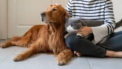 Οδηγίες για την προστασία των ζώων συντροφιάς από το Δήμο Ρεθύμνης