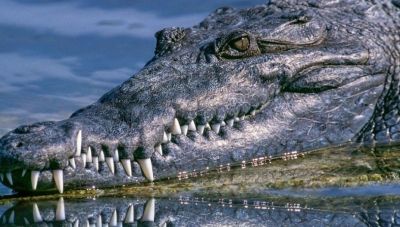 Αυστραλία: Αγωνιώδεις έρευνες για 12χρονο παιδί που αγνοείται - Του επιτέθηκε κροκόδειλος