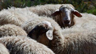 Κρήτη: Έγινε έκτακτη σύσκεψη στην Περιφέρεια για τα κρούσματα πανώλης στα αιγοπρόβατα - Κτηνιατρική καραντίνα