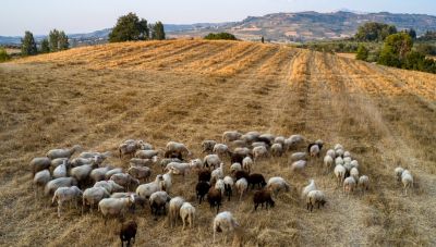 Κρήτη: Τι λέει η Περιφέρεια για το πρώτο κρούσμα πανώλης σε αιγοπρόβατα