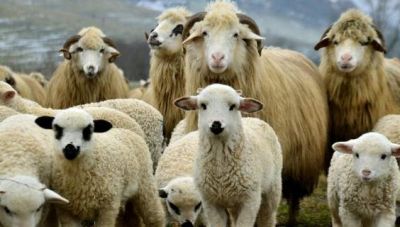 Ηράκλειο: Επιβεβαιώθηκε το πρώτο κρούσμα πανώλης σε αιγοπρόβατα -Σε συναγερμό οι Αρχές