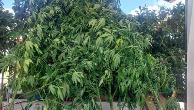 Kρήτη: Οι αστυνομικοί δε σταματούν να εντοπίζουν μικρές και μεγάλες ποσότητες χασίς και φυτείες (Φωτο)