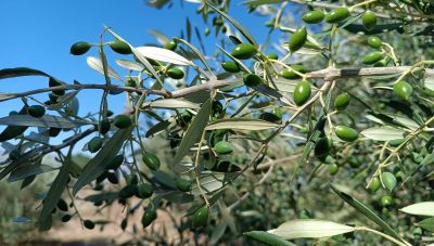 Ενημερωτική Ημερίδα Παραγωγικότητα και Βιωσιμότητα της Ελληνικής Γεωργίας