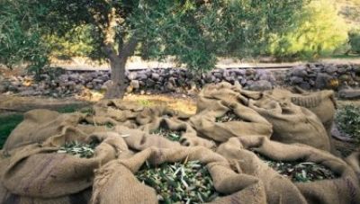 Άμεσος κίνδυνος απώλειας κοινοτικών πόρων για τους ελαιοπαραγωγούς