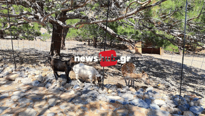 Μεσαρά: Ένας μικρός ζωολογικός κήπος στη... Μονή Κουδουμά, φτιαγμένος με αγάπη για τα παιδιά (Φωτο)