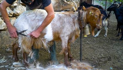 Κουρεύουν τα αρνιά και τα κατσίκια και θυμίζουν τις 