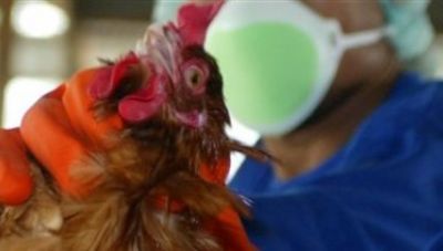 Πρόγραμμα εμβολιασμών από Ε.Ε. για κτηνιάτρους και πτηνοτρόφους κατά της γρίπης των πτηνών
