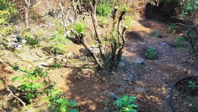 Μυλοπόταμος: Εντοπίστηκαν διαφορετικές φυτείες κάνναβης - Πρωινές επιχειρήσεις της ΕΛΑΣ απέδωσαν καρπούς (φωτογραφίες)