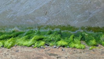Κλιματική αλλαγή: Αυξάνει τα τοξικά φύκη σε θάλασσες