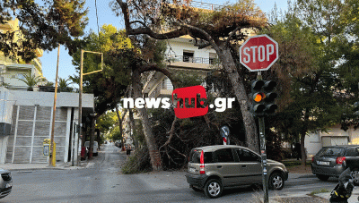 Ηράκλειο: Έκκληση αγανάκτησης από την «Ανθρώπινη Ασπίδα» για τα δέντρα