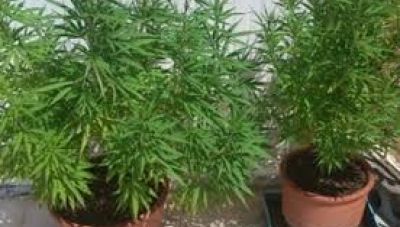 Κρήτη: Καλλιεργούσε κρυφά τα δενδρύλλια στο καφενείο