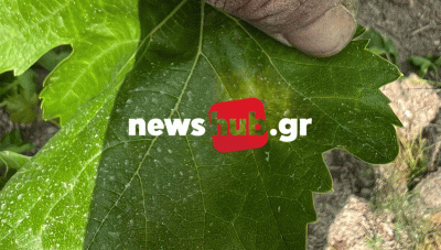 Λήγει η προθεσμία για τις ζημιές στα αμπέλια - Τι συμβαίνει και με τις επιδοτήσεις 