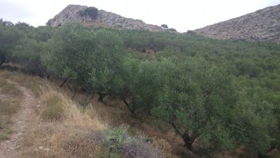 Οι ελαιώνες «μεταναστεύουν»  - Έτσι θα σώσουμε το ελαιόλαδο