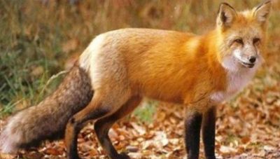 Θεσσαλονίκη: Πυροβόλησε και σκότωσε αλεπού στον Λαγκαδά – Χειροπέδες σε 51χρονο