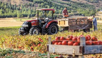 Ντομάτα: Υπό πίεση οι τιμές λόγω ανισορροπιών σε ζήτηση και προσφορά στην Ευρώπη