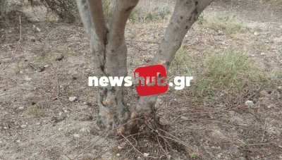 Ελαιοπαραγωγός στο Αστρίτσι: Έχασε τη γη κάτω από τα πόδια του, όταν είδε τα δέντρα του 