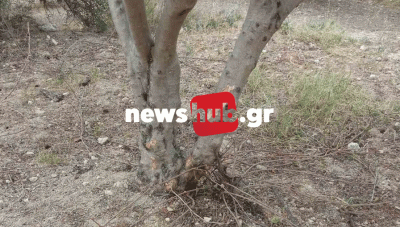 Ελαιοπαραγωγός στο Αστρίτσι: Έχασε τη γη κάτω από τα πόδια του, όταν είδε τα δέντρα του ταϊσμένα (φωτo)