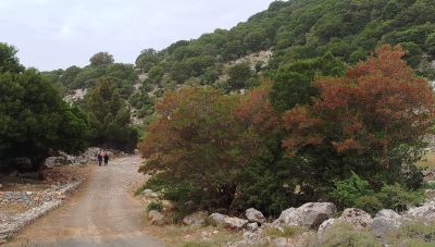 Δάσος Κρούστα: Εκδρομή από τη Δεξαμενή ως τη θέση «Πάτημα»