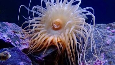 Ναύπλιο: Θαλάσσιες ανεμώνες «τσίμπησαν» παιδί