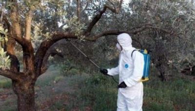 Μέσα στον Ιούνιο αρχίζει η δακοκτονία - Οι συμβουλές για να ολοκληρωθεί σωστά η καρπόδεση
