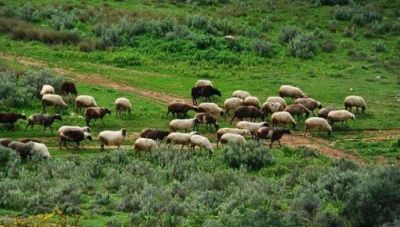 Μάστιγα οι αγροζημιές στην Κρήτη - Μία βδομάδα περιμένει την Αγροφυλακή ο ελαιοπαραγωγός από το Αστρίτσι