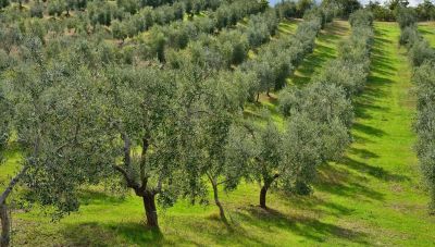 Πρόγραμμα παραγωγής ελαιόλαδου με βελτιωμένα οργανοληπτικά χαρακτηριστικά σε Λέσβο, Κρήτη και Ηλεία