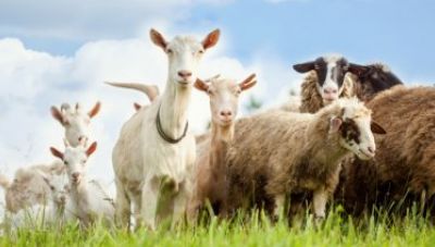 Σταδιακή μείωση του ζωικού κεφαλαίου σε βάθος δεκαετίας διαπιστώνει η Eurostat