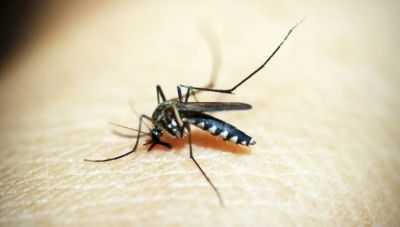 Ανησυχία Τσιόδρα για εξάπλωση του Δάγκειου πυρετού μέσω κουνουπιών