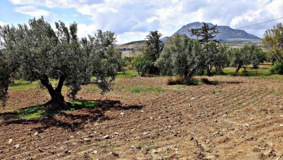 Οι δύο όψεις της Τυνησίας, και βεντέμα και ξεραΐλα Πού, λοιπόν, θα οριστικοποιηθεί η τυνησιακή παραγωγή;