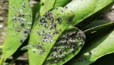 Με επιθετικές δράσεις το ΥΠΑΑΤ προχωρά στην αντιμετώπιση του εντόμου «Μαύρου ακανθώδους αλευρώδους» που πλήττει τις καλλιέργειες