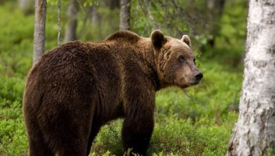 Πέντε τραυματίες μετά από επίθεση αρκούδας σε τουριστική πόλη