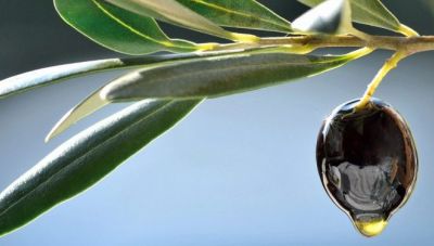 Υπό κατάρρευση η ελαιοκαλλιέργεια στην Κρήτη