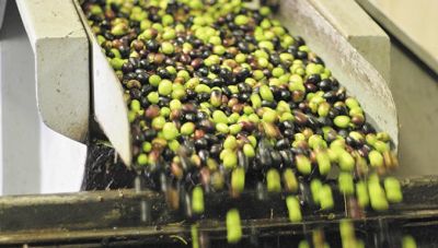 Δράσεις Ανάδειξης του Εξαιρετικού Παρθένου Ελαιόλαδου “Kriti” από την Περιφέρεια Κρήτης και το Ελληνικό Μεσογειακό Πανεπιστήμιο