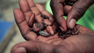 Κακάο: Το διεθνές «ράλι» φέρνει τιμές – φωτιά στη σοκολάτα