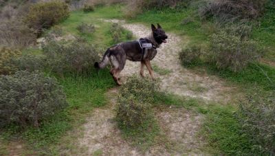 Ηράκλειο: Έρευνα για φόλες μετά τον εντοπισμό ενός νεκρού σκύλου (Φωτο)