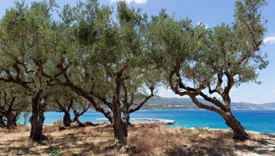 Μπάχαλο στις επιδοτήσεις λόγω… monitoring – Η «αμαρτωλή» διαδικασία που «πέταξε» εκτός πληρωμών χιλιάδες παραγωγούς