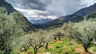 Θέμα newshub.gr: Καλαμπάκα, μια από τις ανερχόμενες περιοχές στον τομέα του ελαιολάδου - Το μήνυμα προς την... Κρήτη