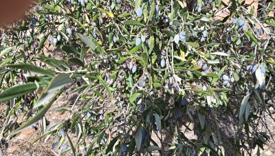 Λασίθι - ανομβρία: 