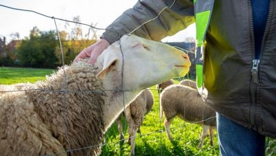 «Θερίζει» η ευλογιά στην Ελλάδα με την Κρήτη να παραμένει καθαρή – Ελλείψεις αναμένονται στη Χριστουγεννιάτικη αγορά