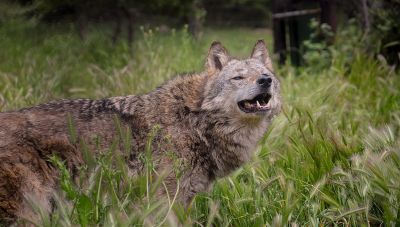 Φθιώτιδα: Απεγκλώβισαν λύκο που έπεσε σε πηγάδι 13 μέτρων