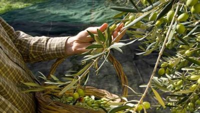 Ελαιοπαραγωγοί σε «νευρική κρίση»: Αυξήθηκαν κατά 60% τα μεροκάματα - Τι λέει ο Μύρων Χιλετζάκης