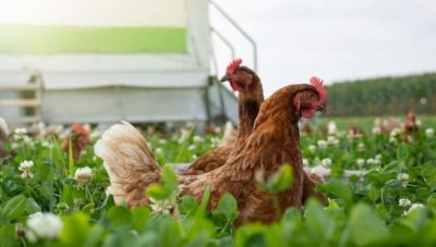 Ανοχύρωτη η χώρα μας στη «γρίπη των πτηνών»:  Κρούει τον κώδωνα του κινδύνου ο κτηνίατρος Αλέκος Στεφανάκης στο newshub.gr