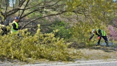 Εργασίες κλαδέματος από τον Δήμο Χανίων αύριο Τετάρτη