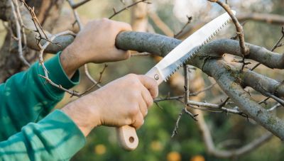 Εργασίες κλαδέματος από τον Δήμο Χανίων