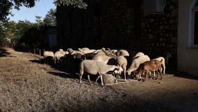 «Βόμβα» από την ευλογιά στην αιγοπροβατοτροφία της Ελλάδας – Η κυβέρνηση αρνείται μαζικούς εμβολιασμούς