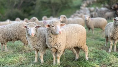 Eυλογία των προβάτων: Τα μέτρα της Γενικής Διεύθυνσης Κτηνιατρικής του ΥΠΑΑΤ