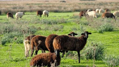 Αυξάνονται οι νέες εστίες ευλογιάς των αιγοπροβάτων-Παράταση μέτρων