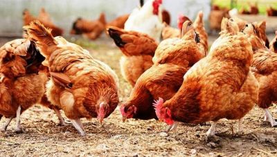 Γρίπη των πτηνών: Ορατός ο κίνδυνος επανεμφάνισης στη χώρα μας